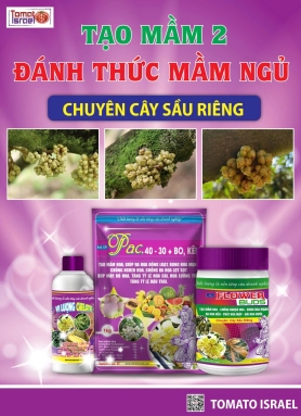 TẠO MẦM 2