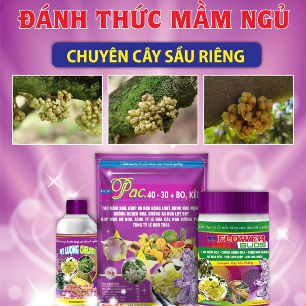 TẠO MẦM 2